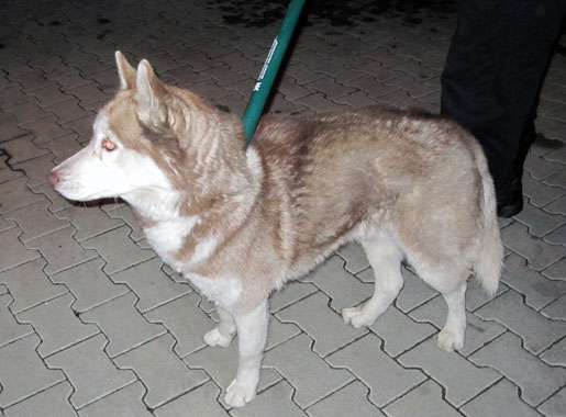 husky 2