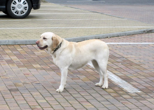 labrador