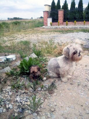 shih tzu kunowice