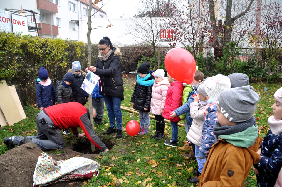 sadzenie drzew_slubice