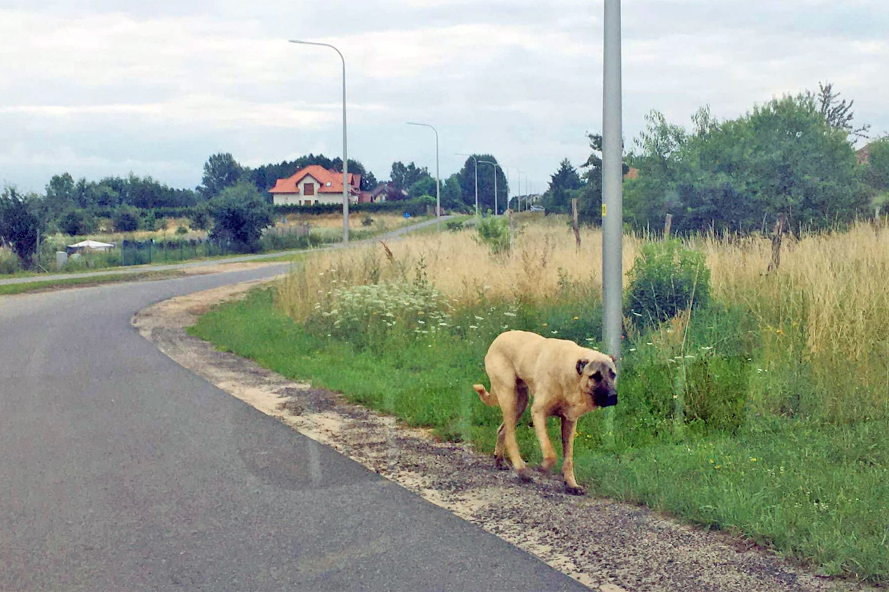 Ul. Północna