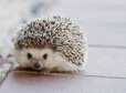 thumb hedgehog gecdeffee0 1280