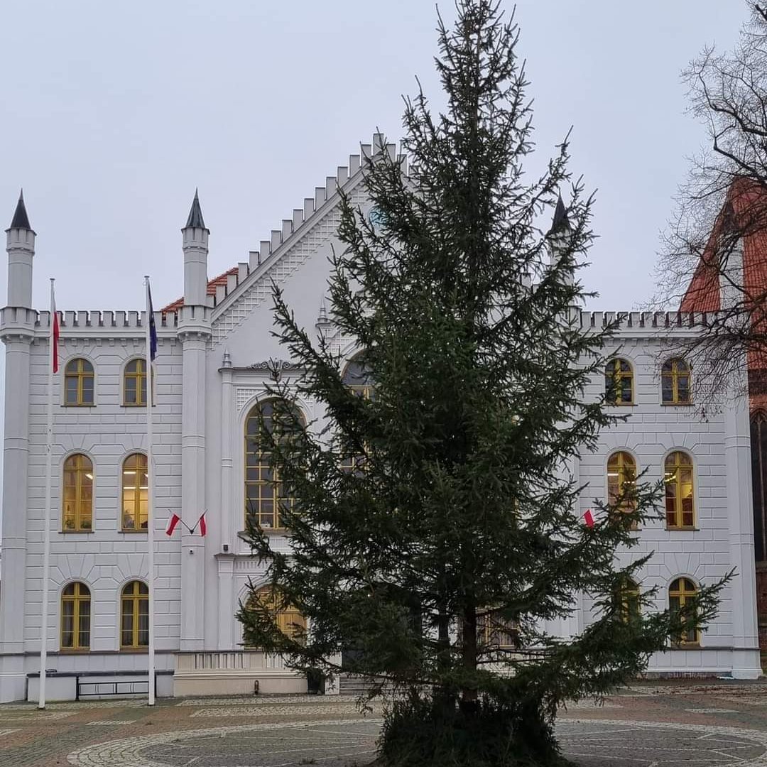 W Ośnie Lubuskim będą dekorować żywą choinkę