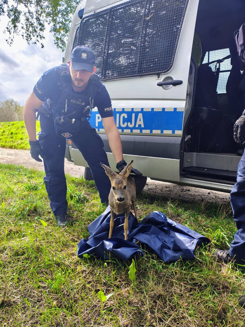 Policjanci uratowali małą sarnę podczas patrolowania wału