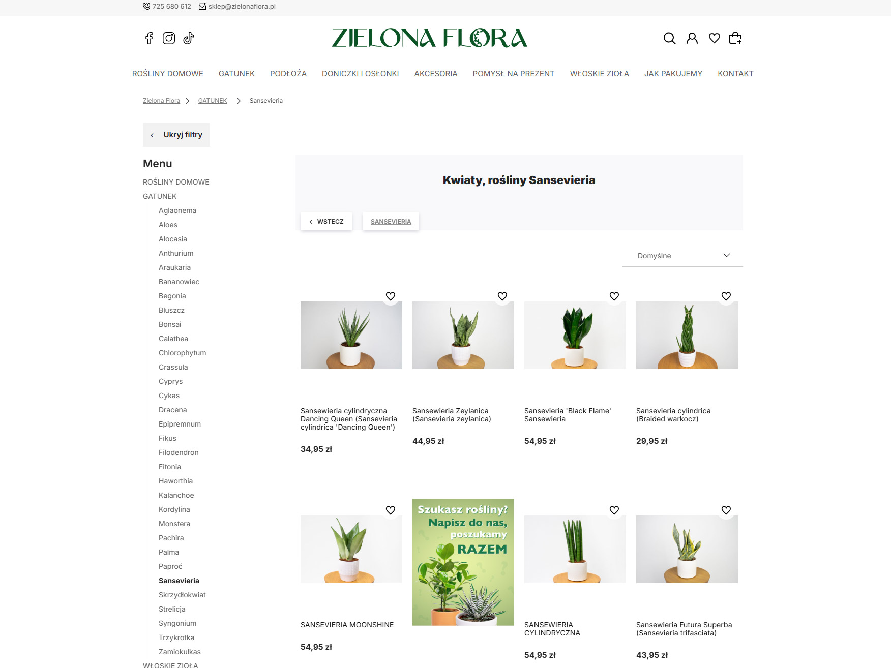 Sansevieria - świetna roślina do biura i mieszkania